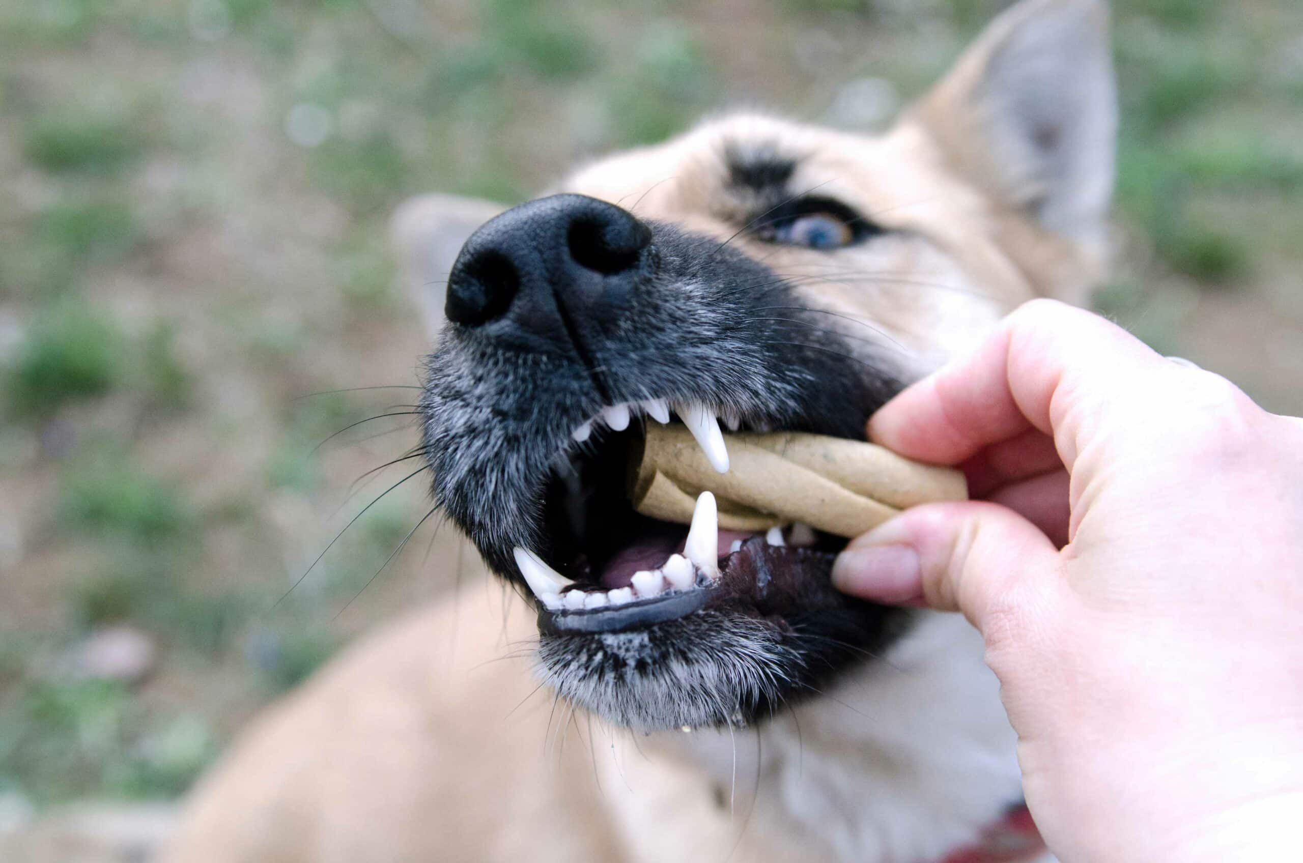 At-Home Dental Care for Pets