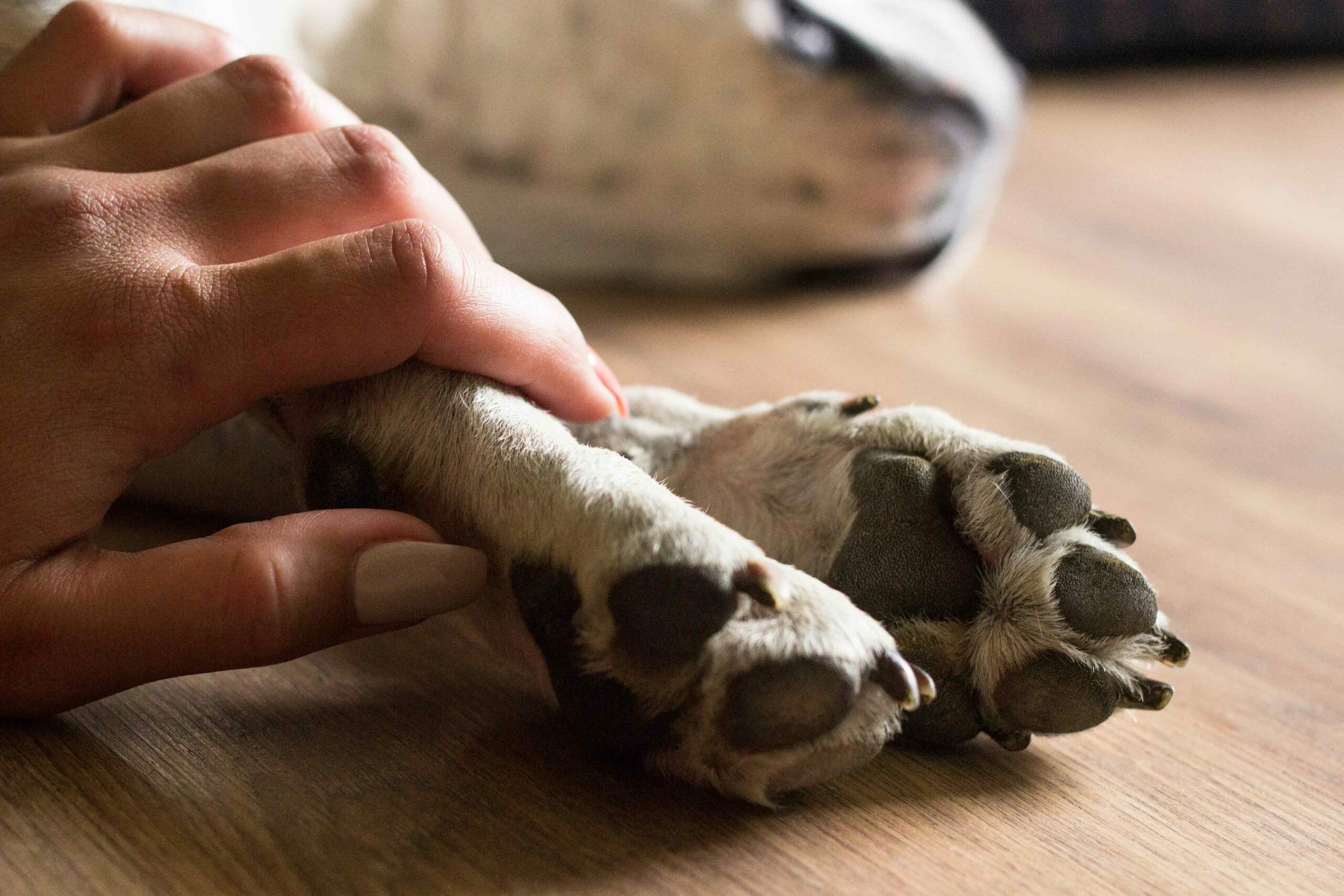 In-Home Euthanasia
