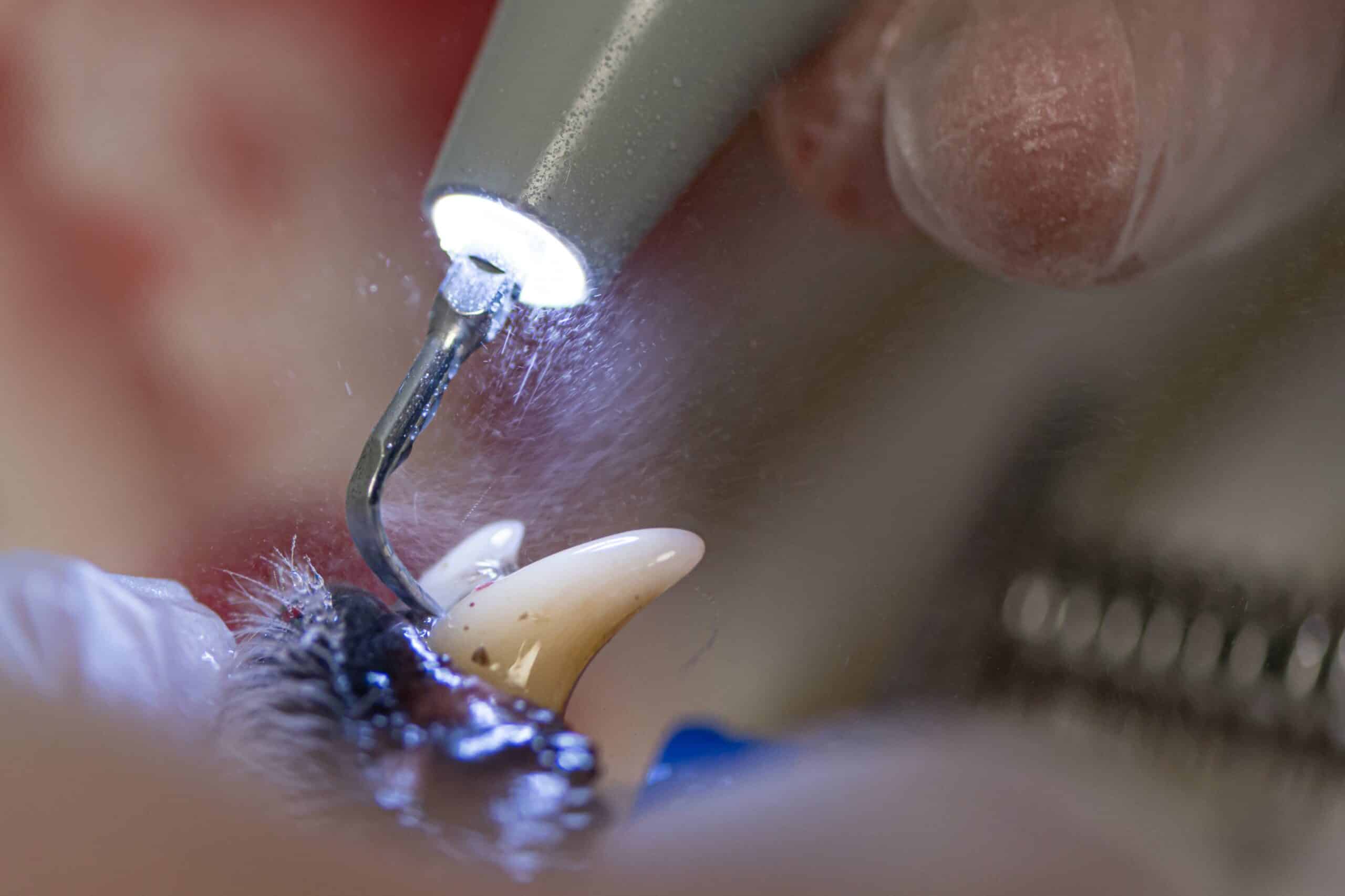 Our Advanced Dental Services
