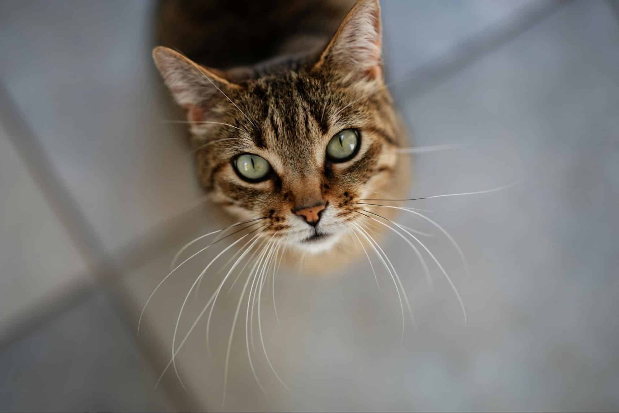 Pet Poison Prevention Common Household Dangers & How to Keep Your Pet Safe