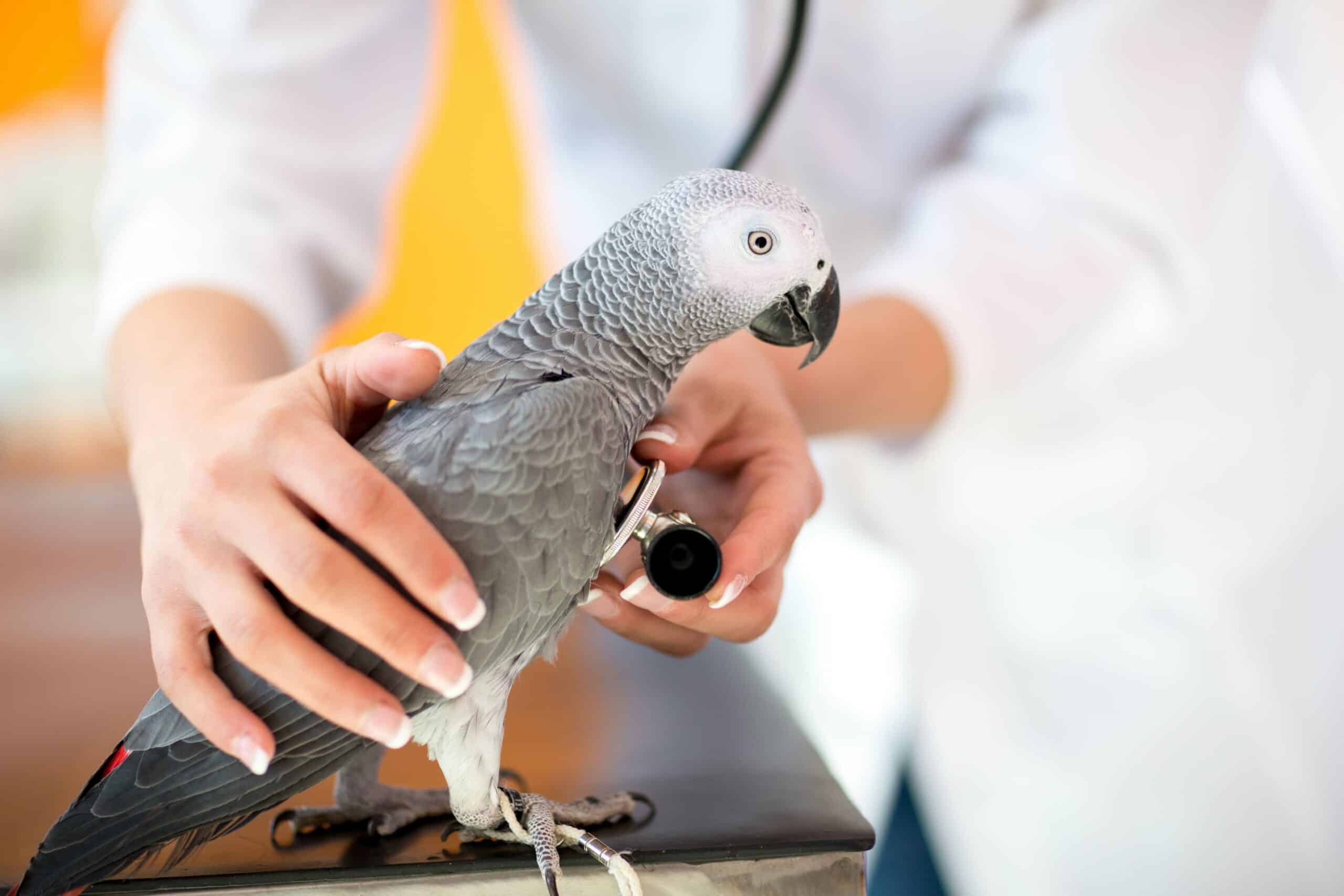The Hill Veterinary Our-Services