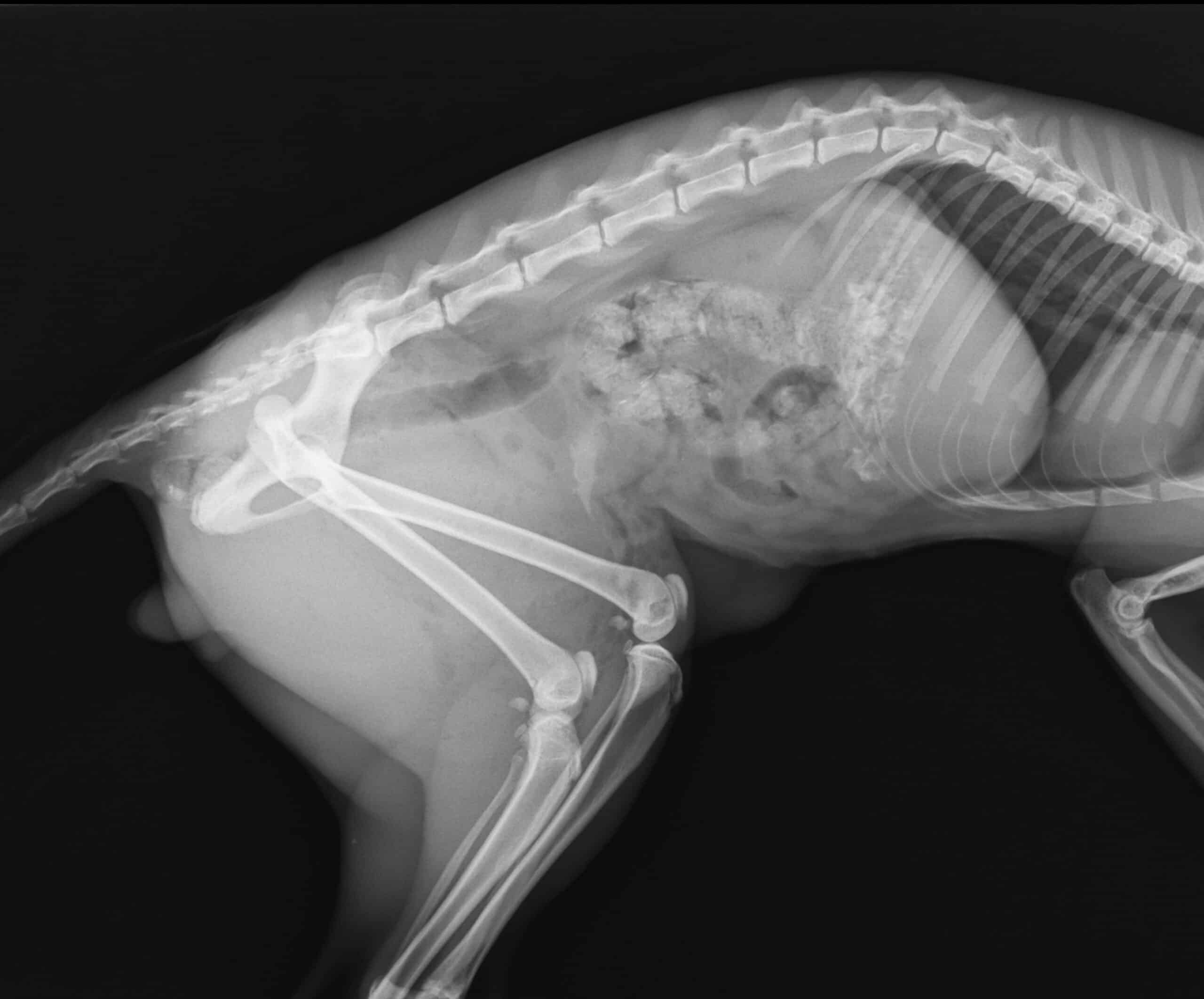 Why Choose The Hills Veterinary Clinic?